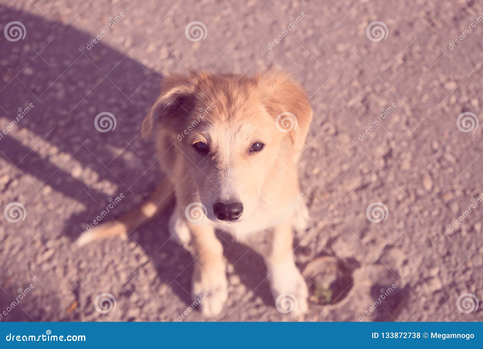 Trusting Puppy Looking Up into the Eyes Stock Photo Image of