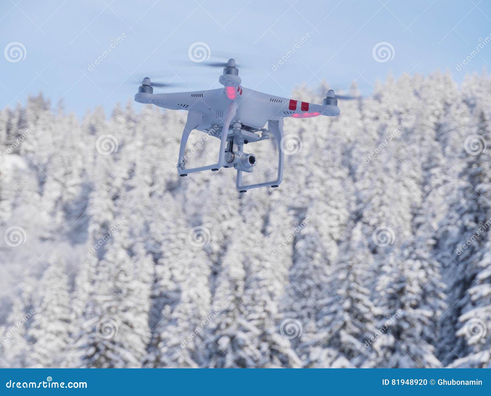 Trutnia latanie w zimie. Truteń latająca wysokość nad las zakrywający z świeżym śniegiem w jaskrawym pogodnym zima dniu