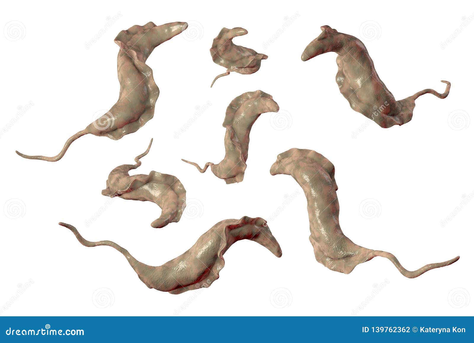 trypanosoma cruzi parasites