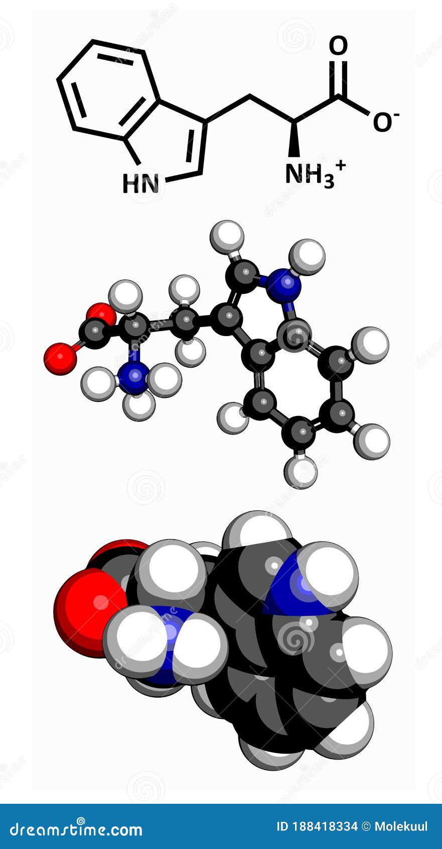 tryptophan (trp, w) amino acid, molecular model