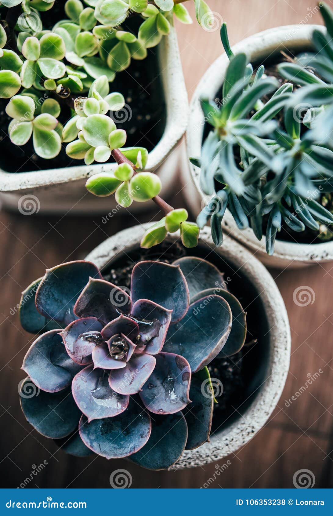 Trzy ceramicznego garnka z różnymi kolorowymi sukulent roślinami, dom zasadzają zbliżenie