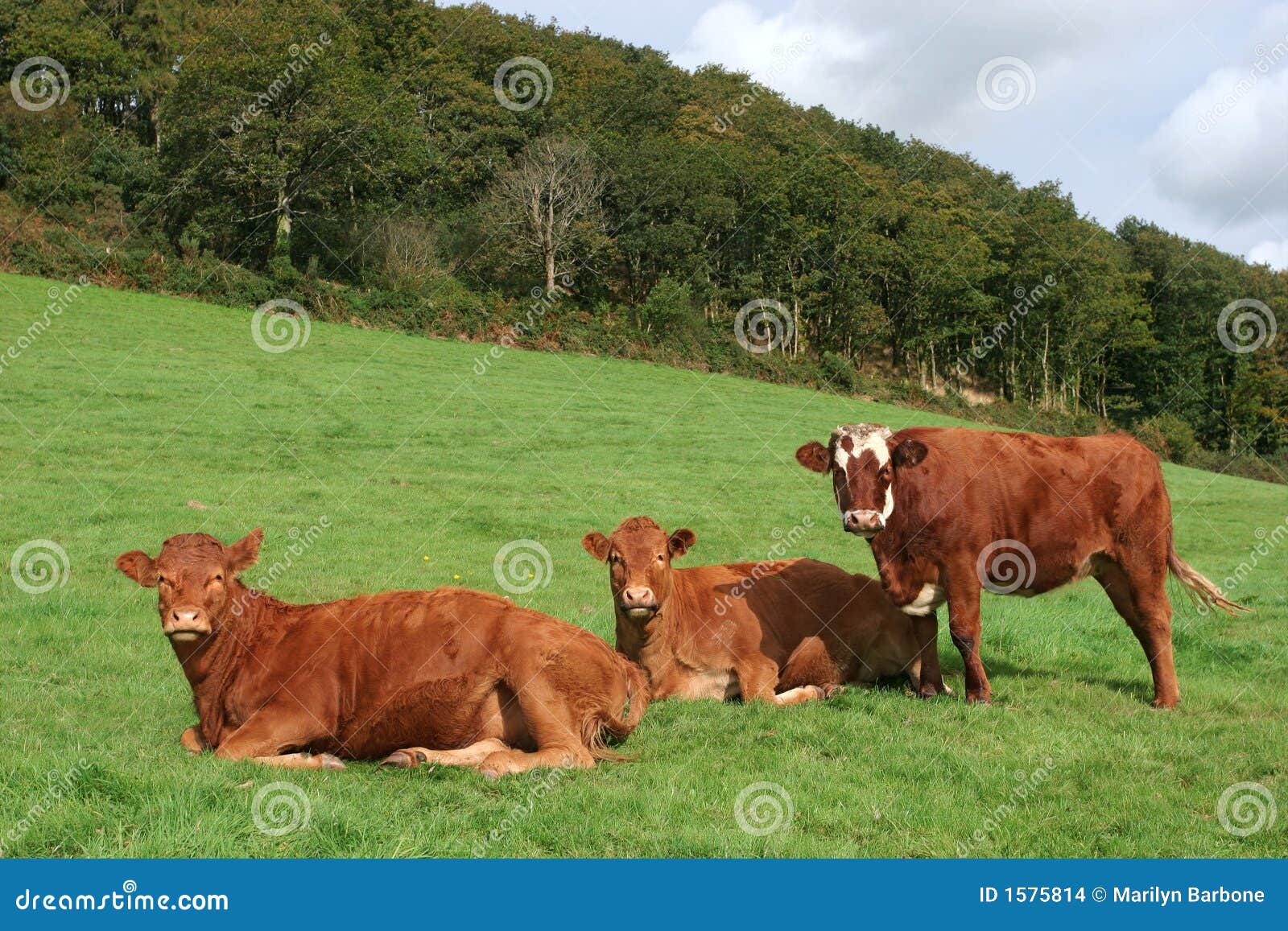Trzy krowy brown. Brązowy krowy na tylnej leśny trzy lata