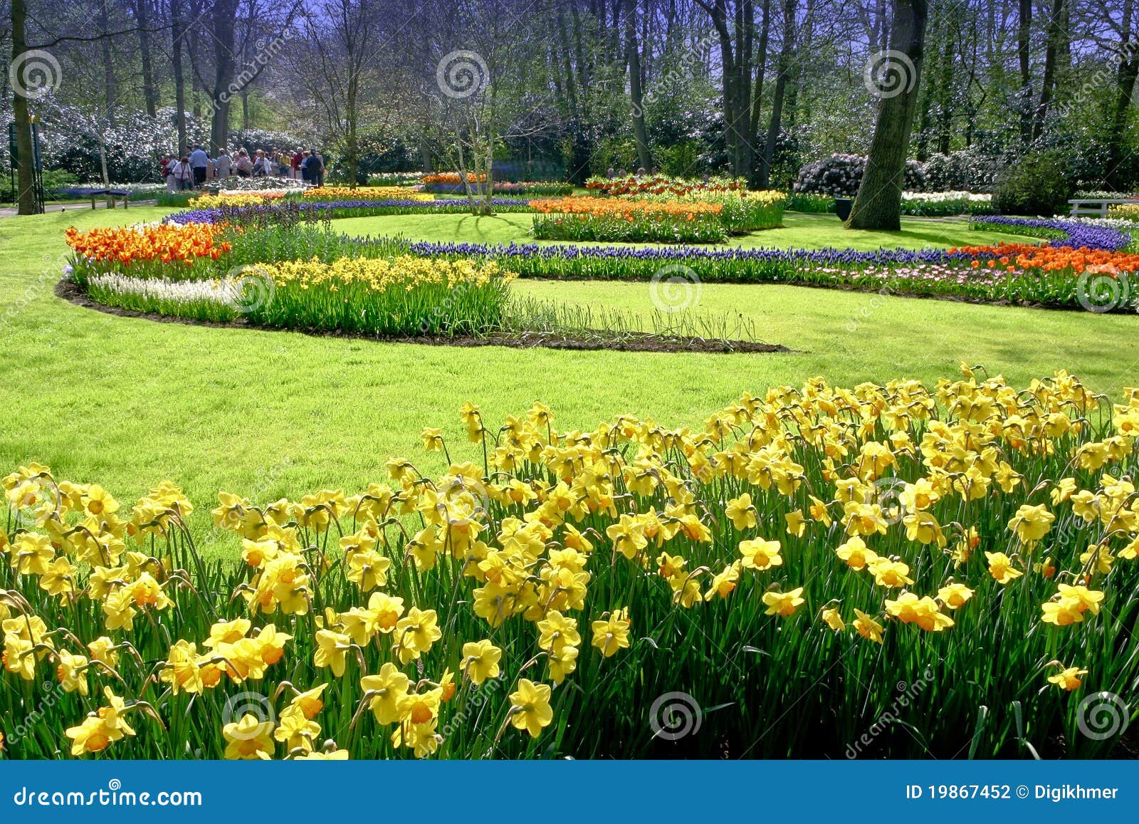 Trädgårds- tulpan för krokus. Tulpan för jacinth för bleukrokusträdgård yellow nederländska offentliga röda