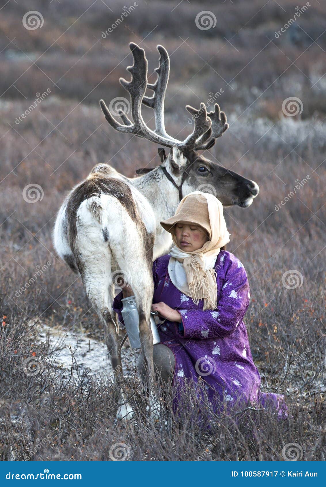 tsaatan woman milking a reindeer