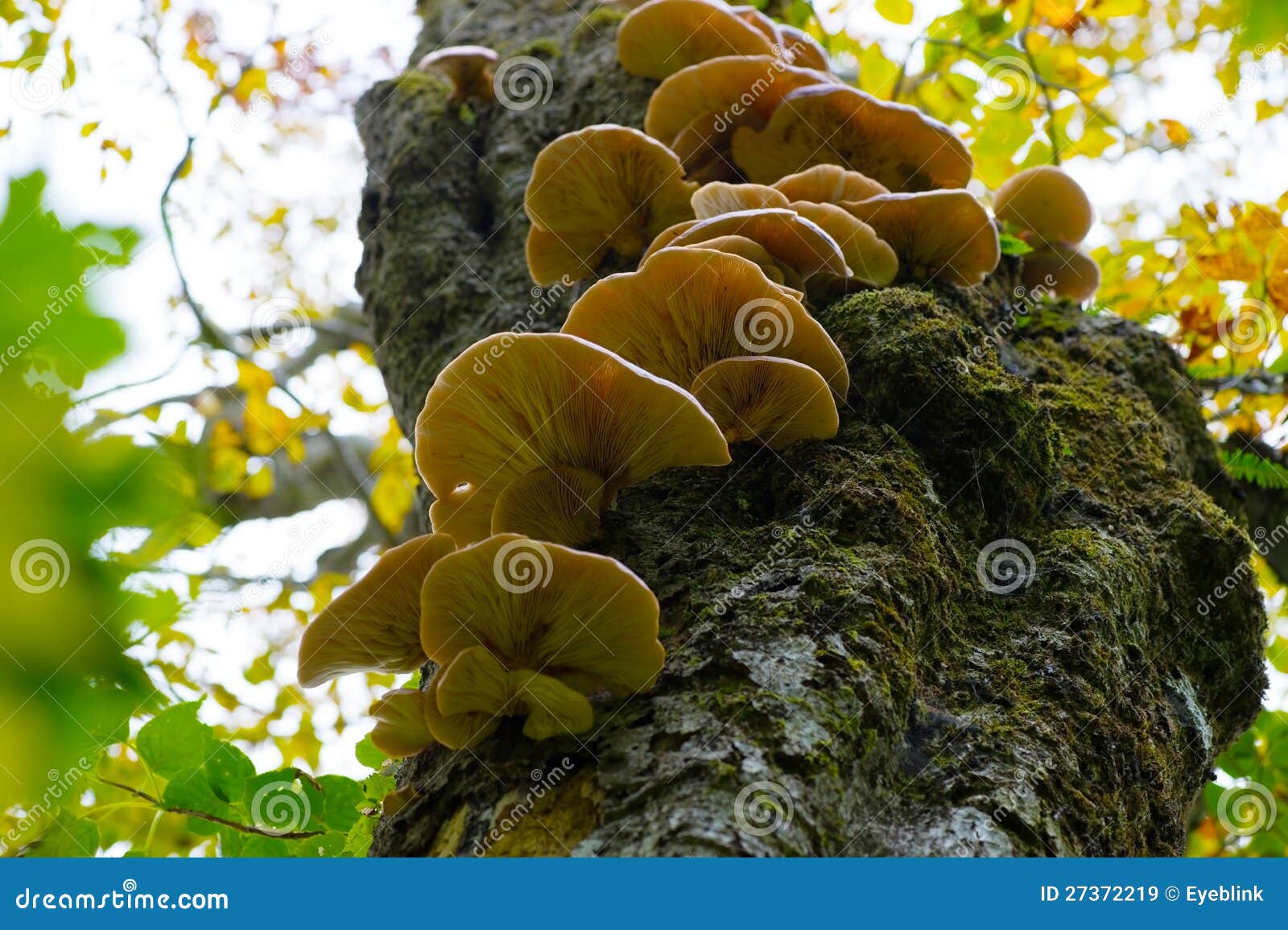 まっしゅるーむ Armstrong Flooring FlexStrong Mushroom Acrylic Premix Sanded Grout