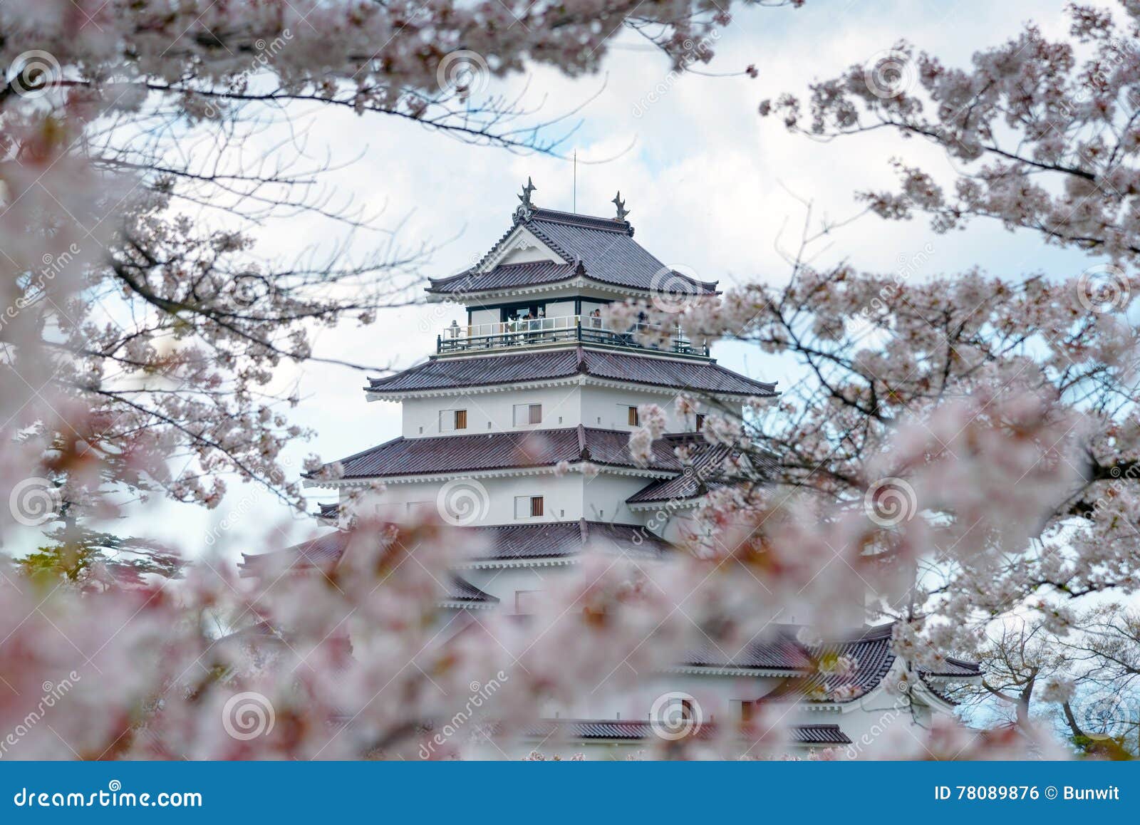 light up at tsuruga castle (aizu castle) surrounded by hundreds of sakura trees