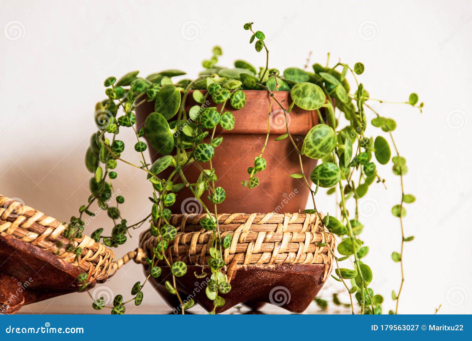 Trailing Turtle: Peperomia Prostrata's Enchanting Charm