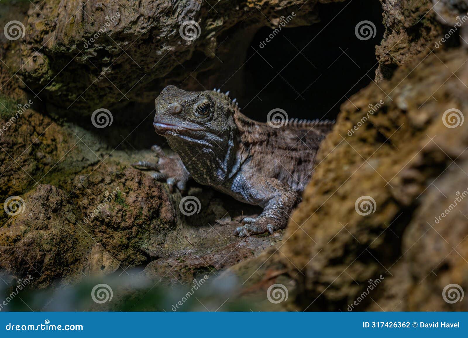 tuatara, unique large reptile called living fossil endemic to forests of new zealand