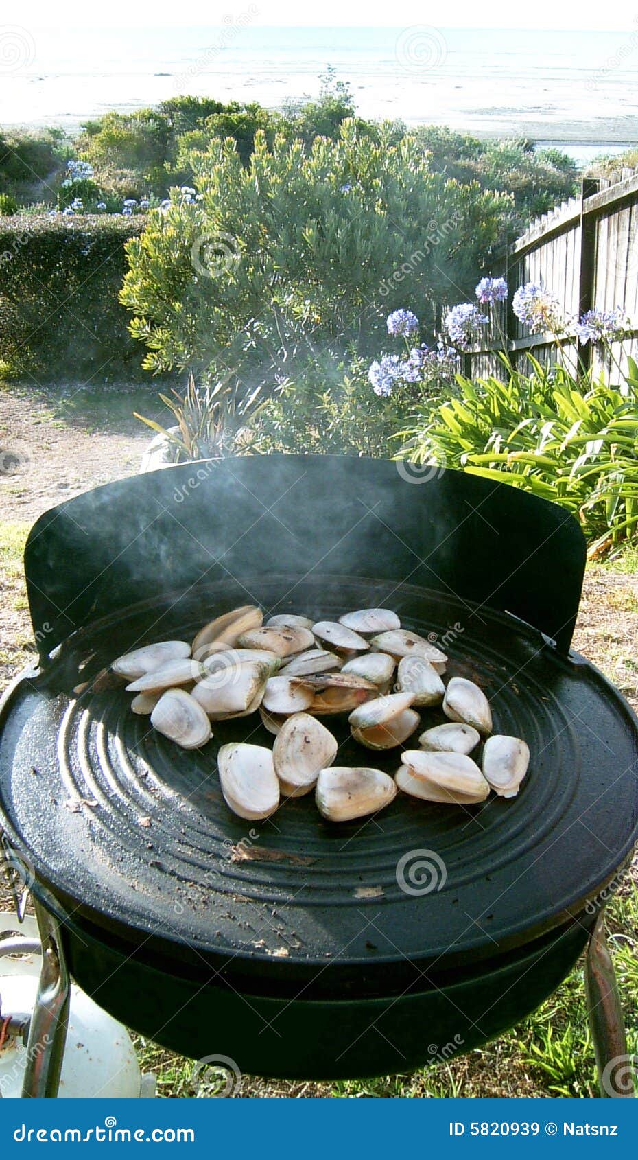 Tuatuas on Kiwi Bbq Ahipara NZ Stock Image Image of barbecue, food