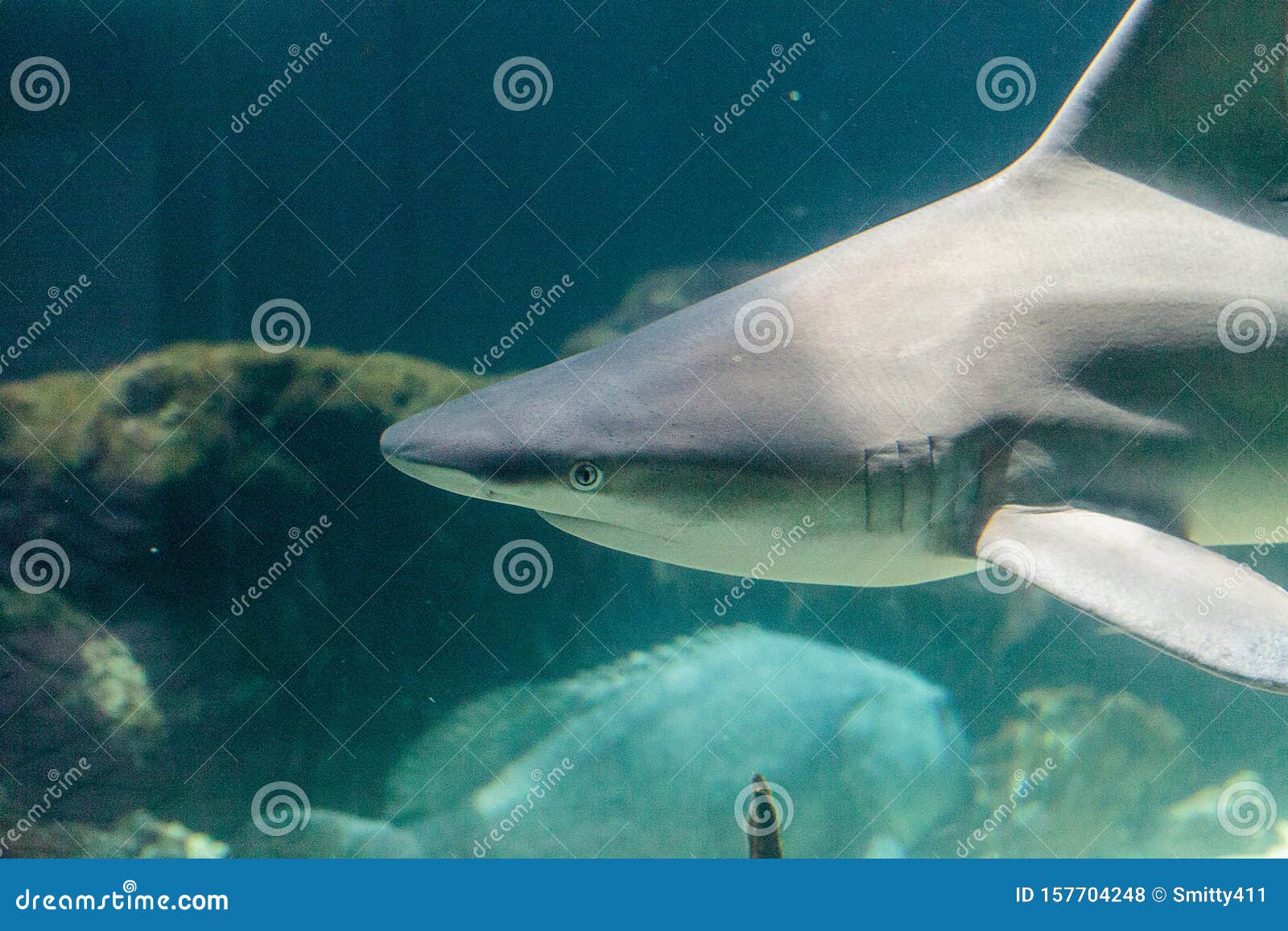 Tubarão-preto Carcharhinus Sinônimos Sobre O Recife De Coral Foto de Stock  - Imagem de animal, dentes: 157704248