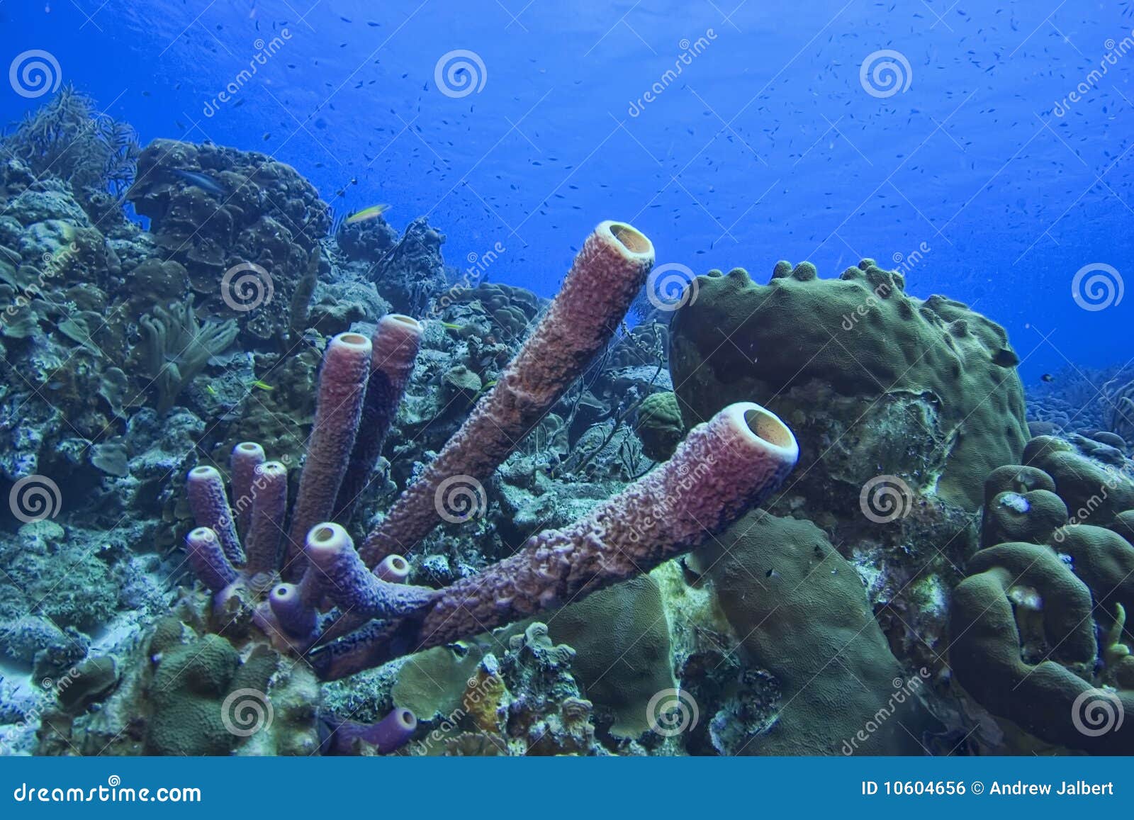 Tube Sponges stock photo. Image of stove, diver, sponge 10604656