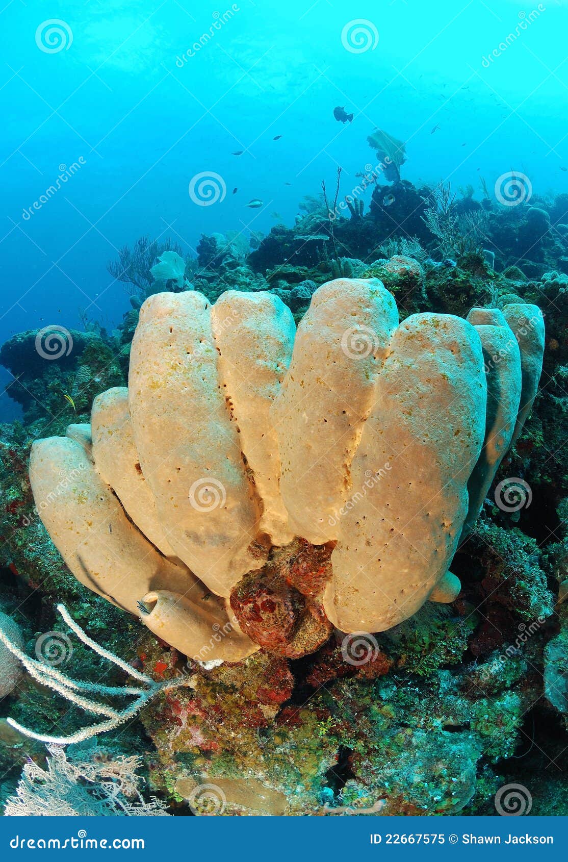 Tube sponges stock image. Image of fauna, coral, species 22667575