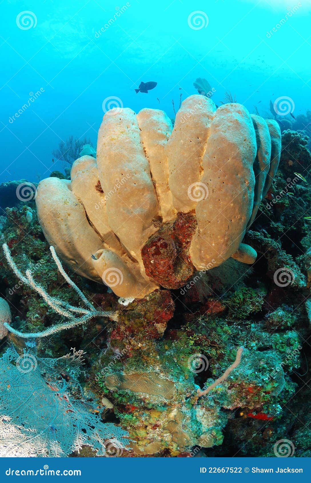 tube sponges on coral reef