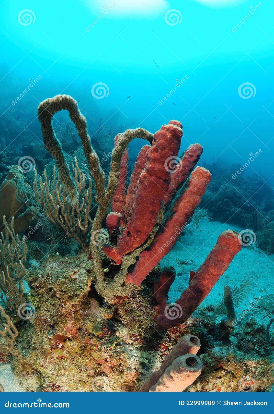 Tube sponges in coral reef stock image. Image of underwater 22999909