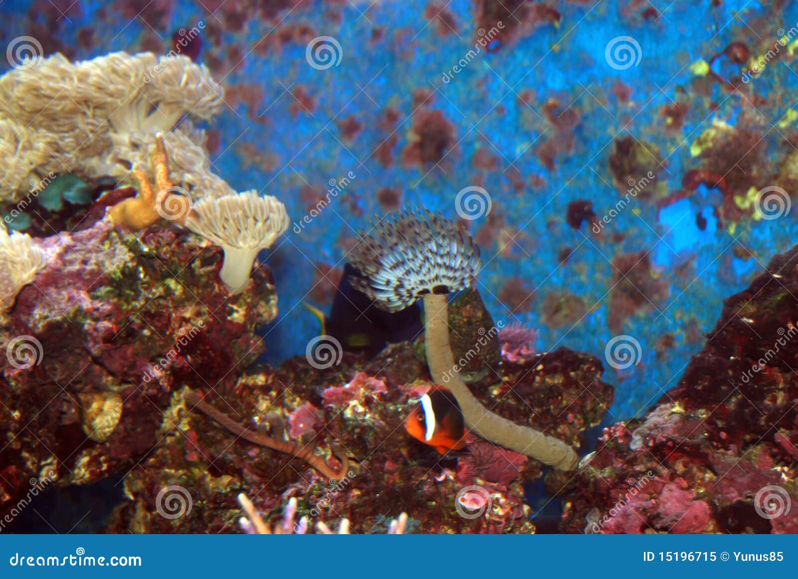 Tube Worm stock image. Image of aquarium, worm, underwater 15196715