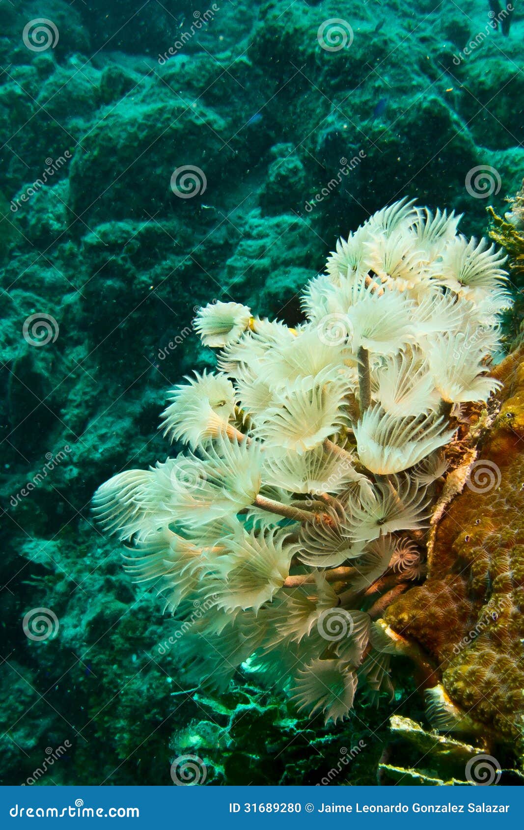 tube worms