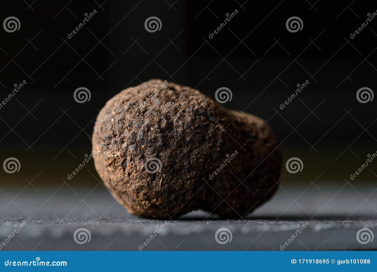 Tuber Melanosporum Appelé Truffe Noire Perigord Truffe Ou Truffe Noire  Française Image stock - Image du sensible, champignon: 171918695