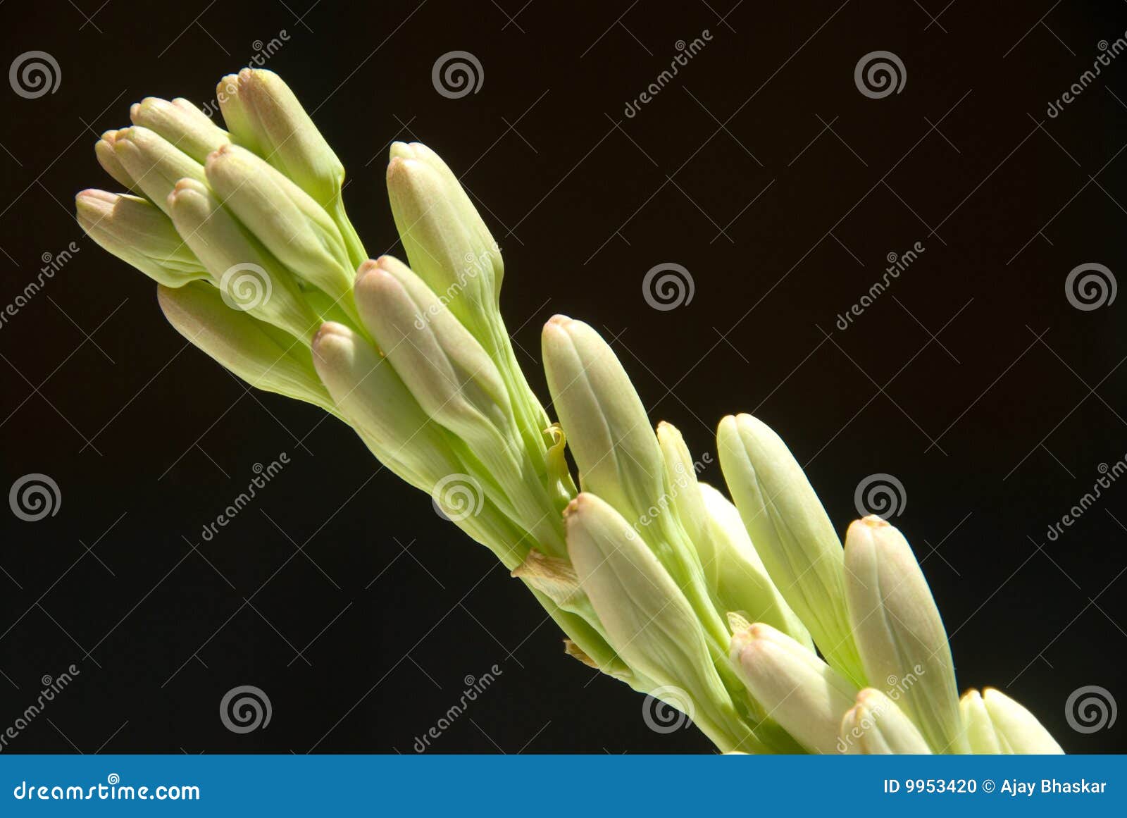 Tuberose stock photo. Image of tuberosa, horizontal, closeup 9953420