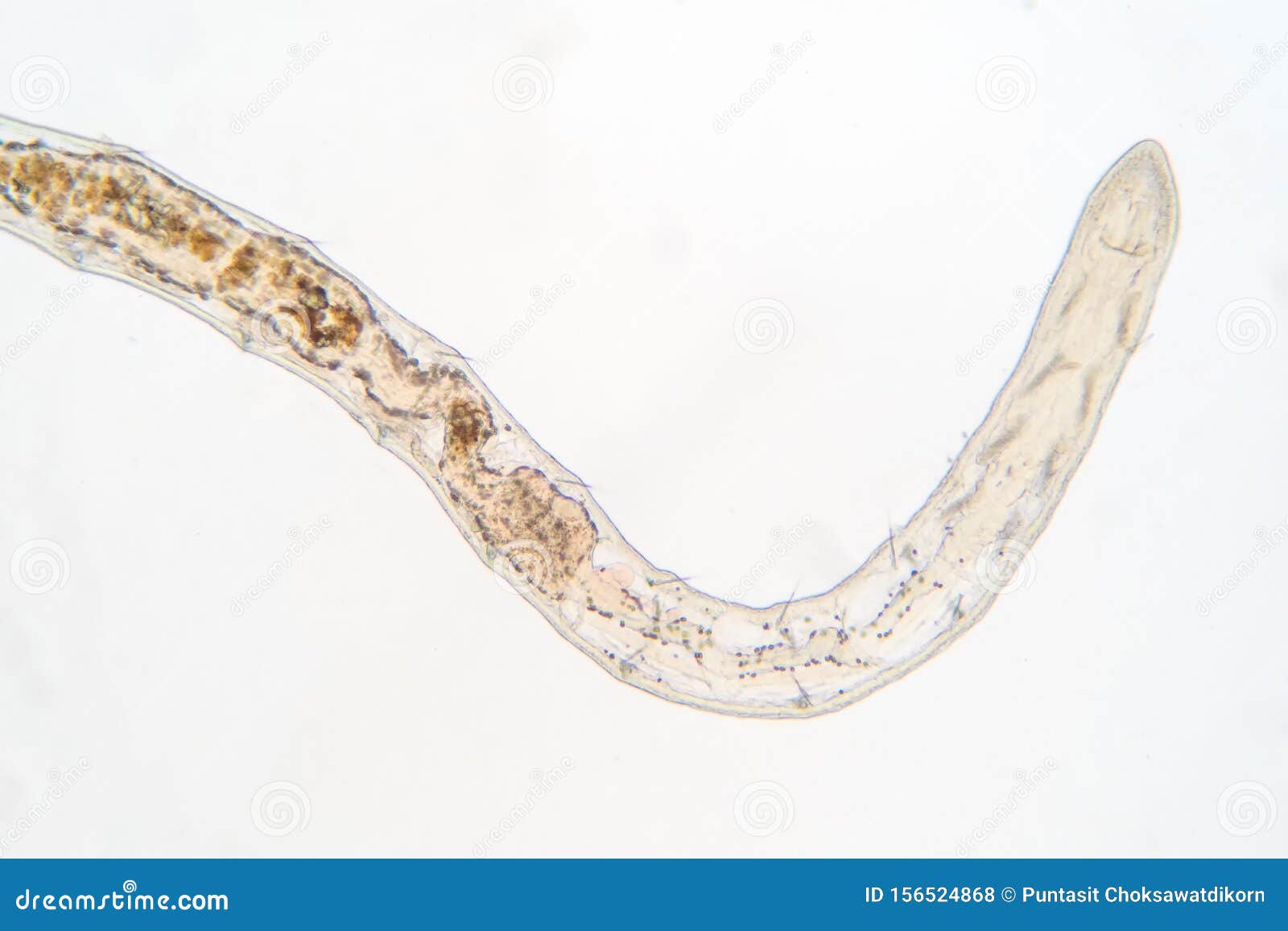 download hikari tubifex worms download hikari tubifex worms