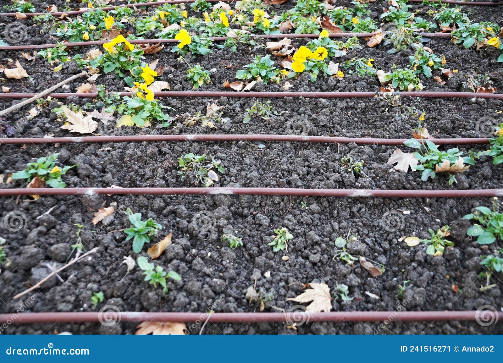 Tubular Automatic Drip Irrigation System on a Flower Bed Closeup Stock Image Image of summer