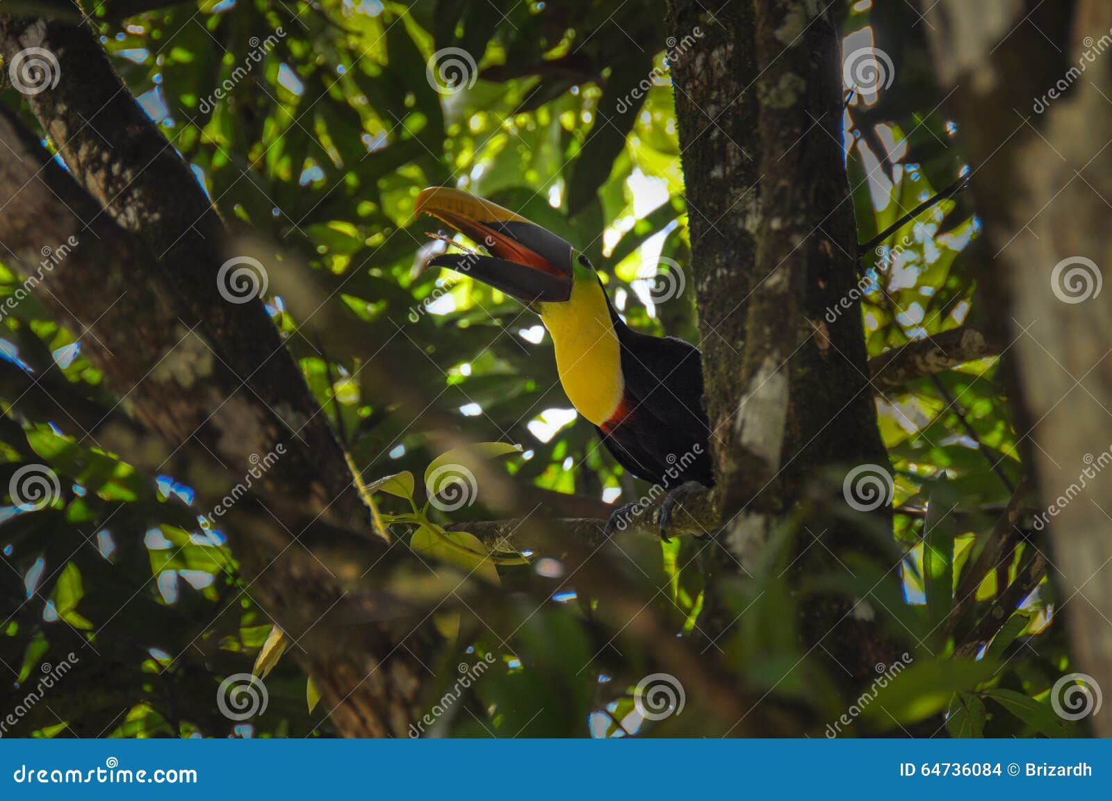 Tucano In Osa Peninsula, Costa Rica Fotografia Stock - Immagine di eccitazione, gorgeous: 64736084