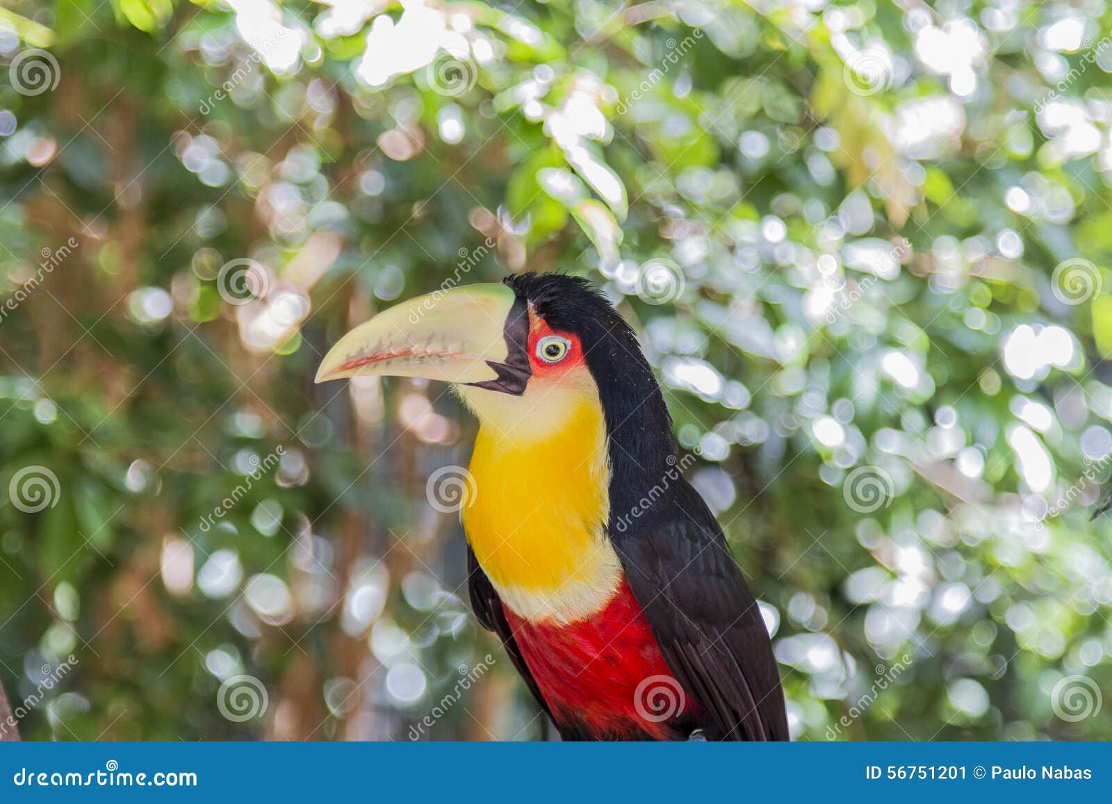 tucano, parque das aves, foz do iguacu, brazil.