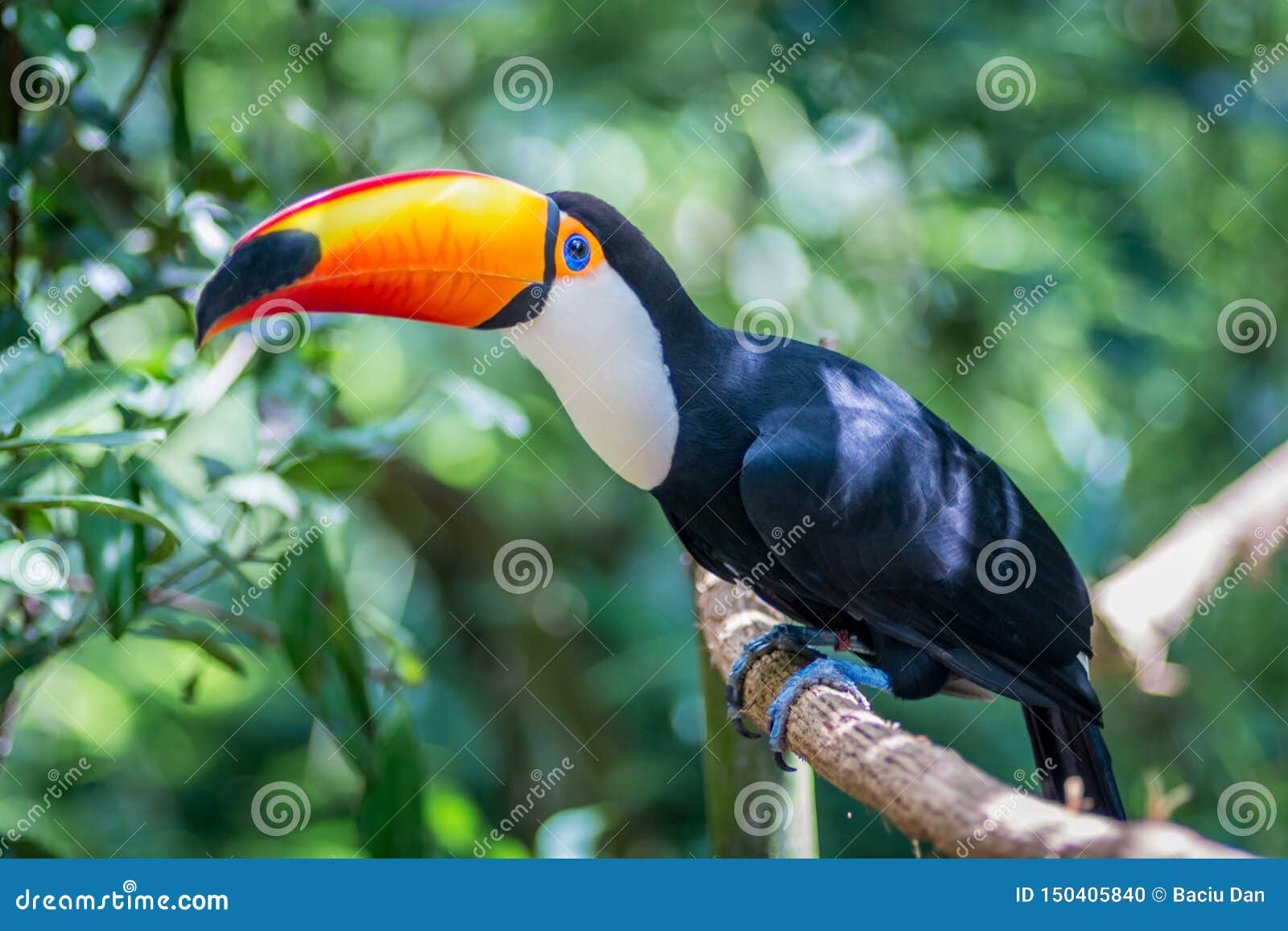 tucano-toco bird ramphastos toco close up portrait  in the wild parque das aves, brasil - birds place park in brasil