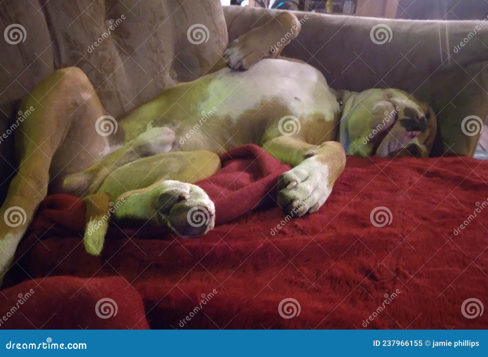 tuckered out pitbull