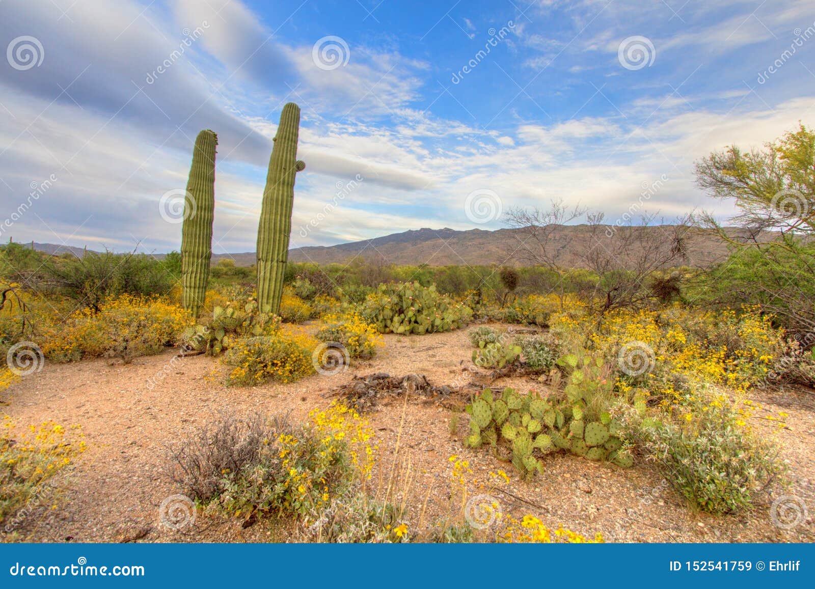 Tucson Arizona Saguaro Cactus Desert Landscape Stock Image - Image of ...