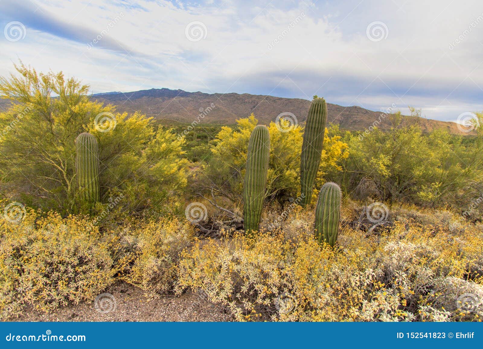 Tucson Arizona Saguaro Desert Landscape Stock Image - Image of ...