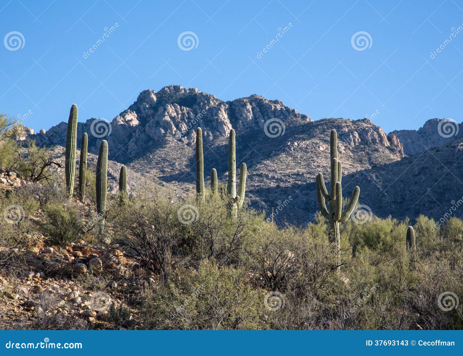 Tucson S Catalina State Park Stock Image Image of nature, park 37693143
