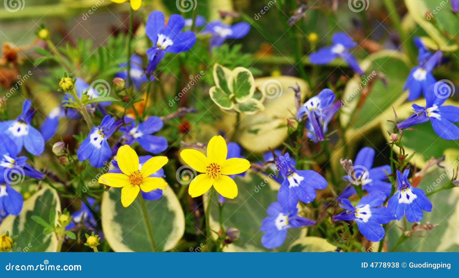 A tuft flowers stock photo. Image of garden, beauty, emotion 4778938