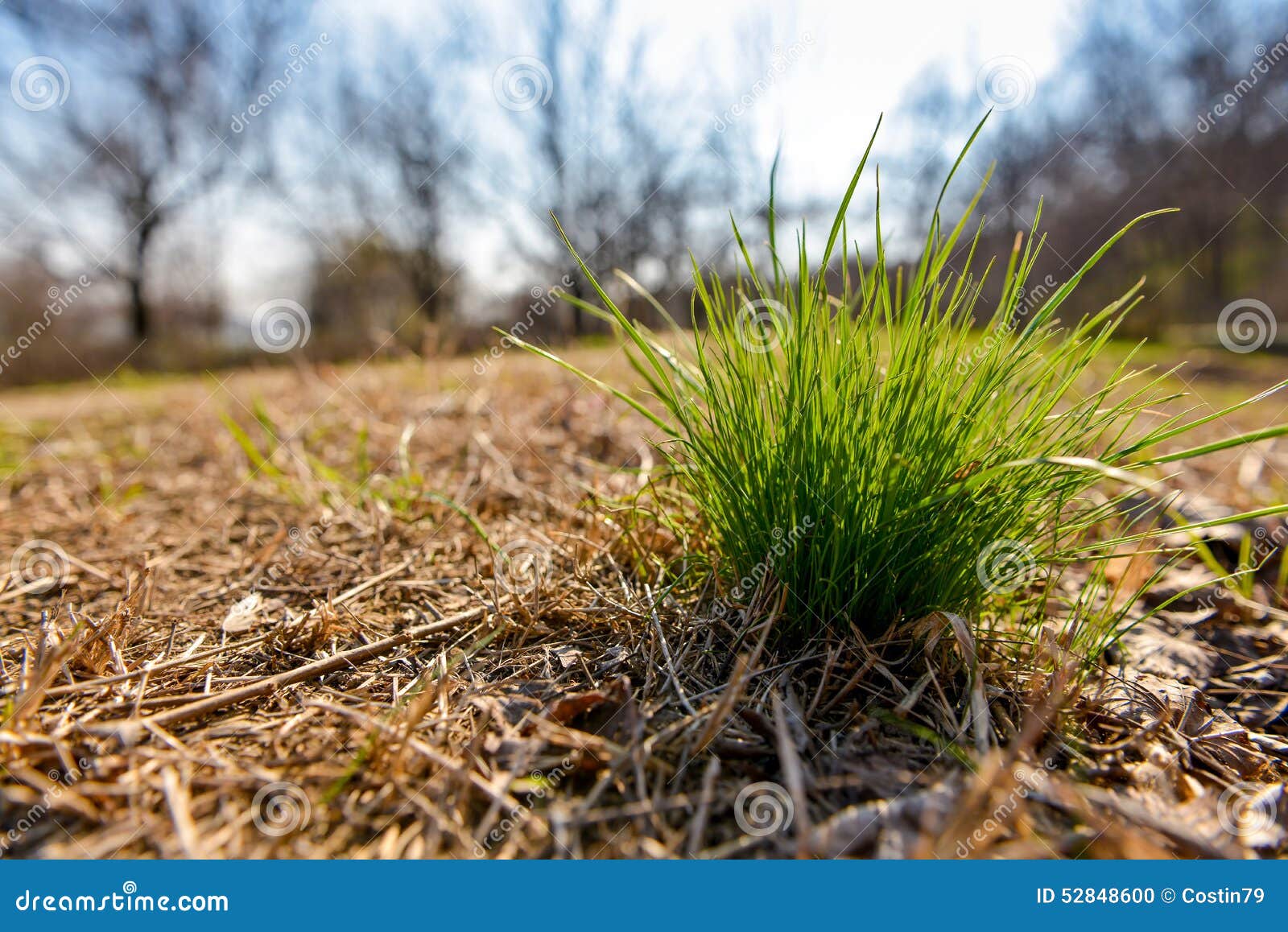 Tuft of Grass in the Autumn Stock Photo - Image of front, empty: 52848600