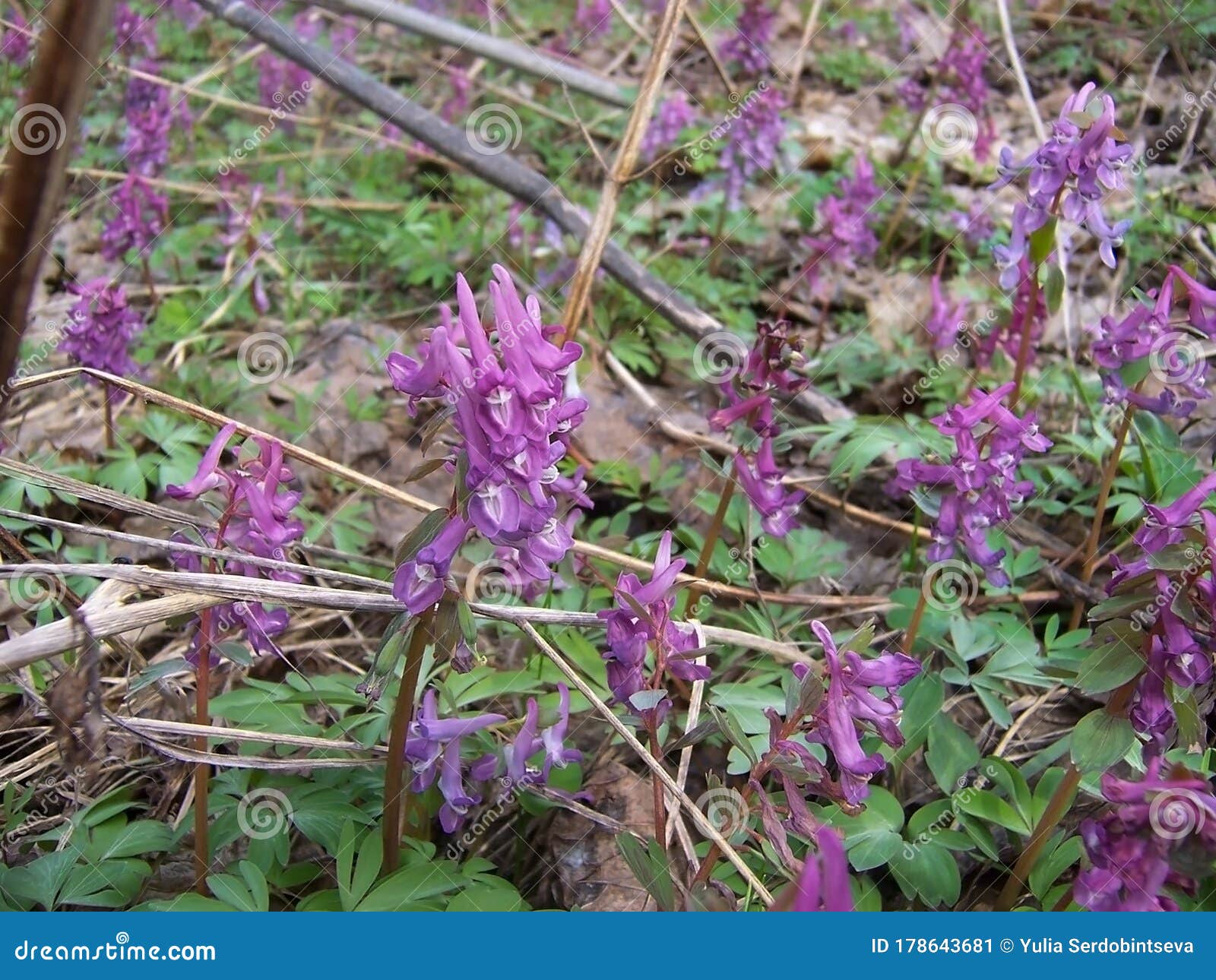 Tuft Spring Flower in the Forest Stock Image Image of bloom, field