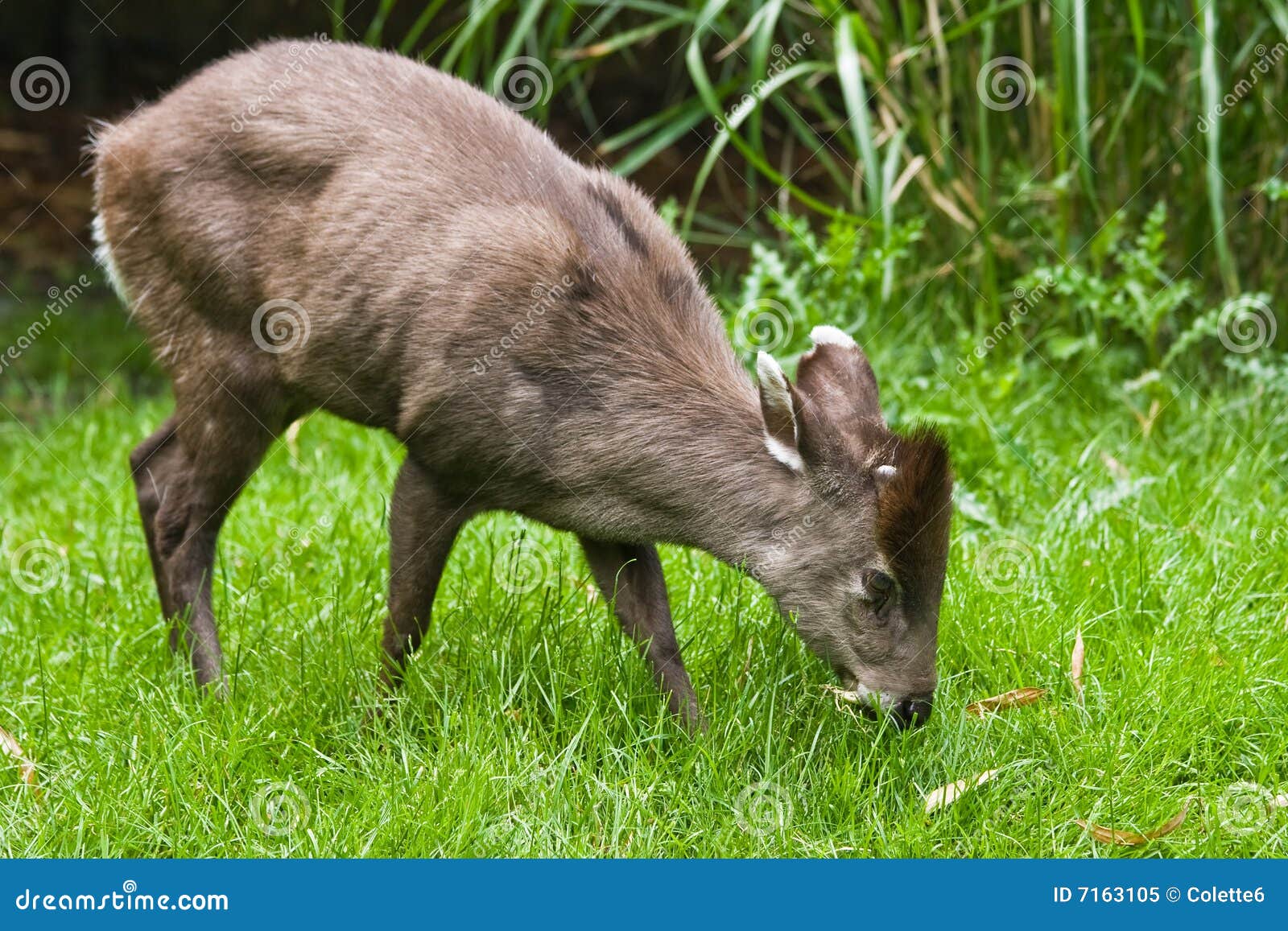 Tufted Deer stock image. Image of cephalophus, animal 7163105