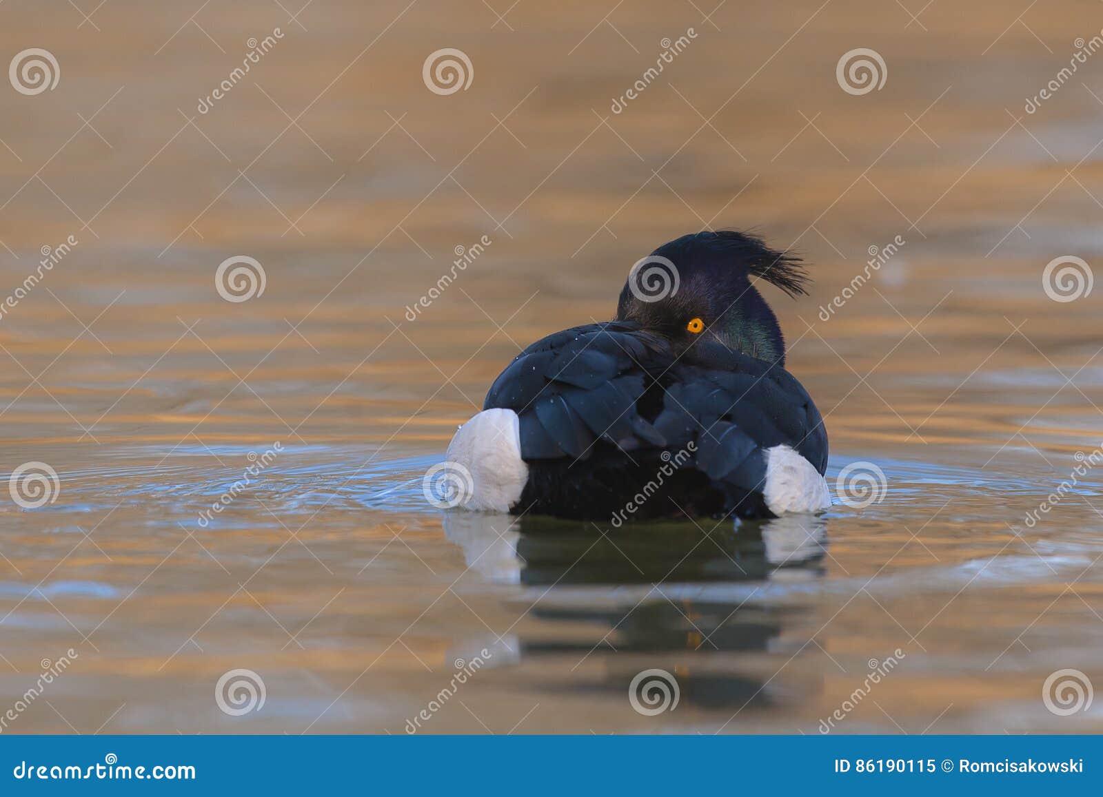 tufted duck aythya fuligula - adult male swimming on water