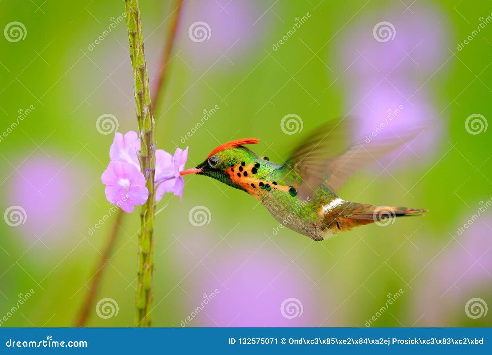 Tufted Flirt, Kleurrijke Kolibrie Met Oranje Kam En Kraag in De Groene ...