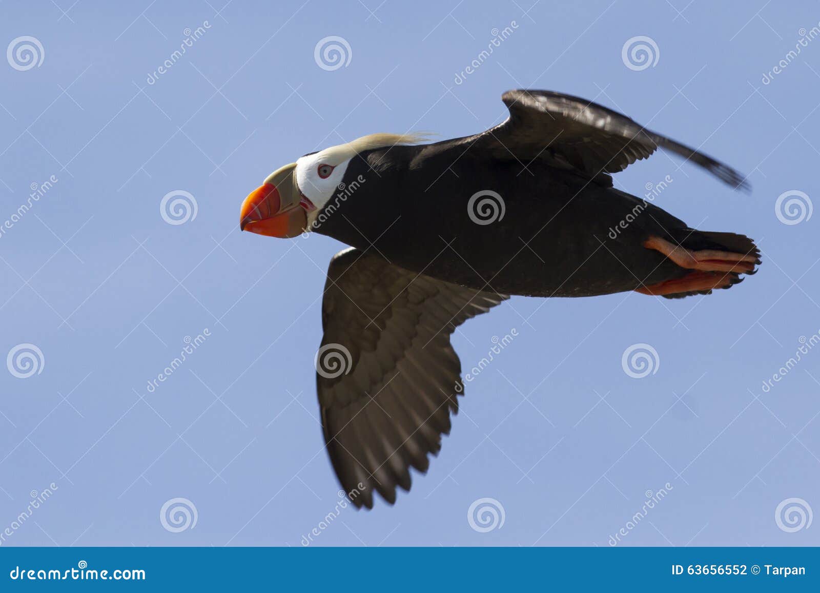 tufted puffin flying over the island cloudless summer