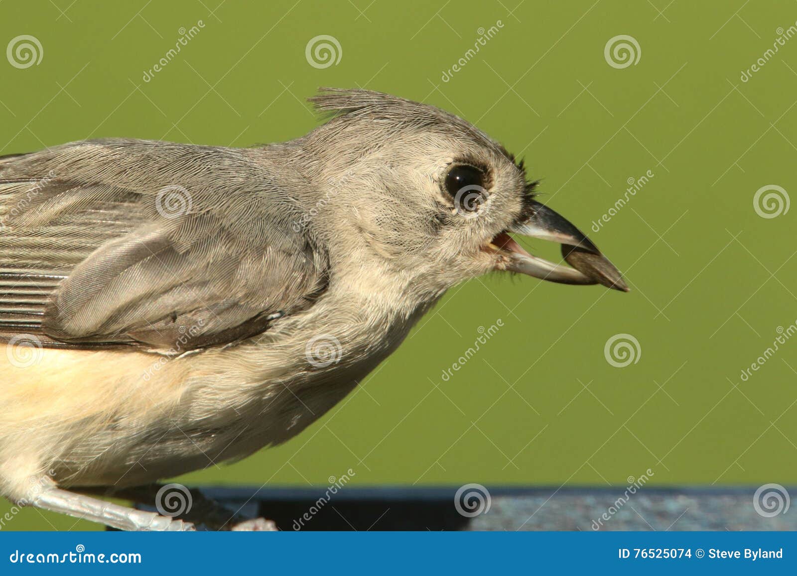 tufted titmouse (baeolophus bicolor)