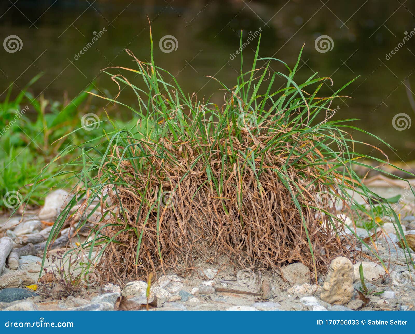 Tufts of Grass on Stony Ground Stock Image - Image of close, background
