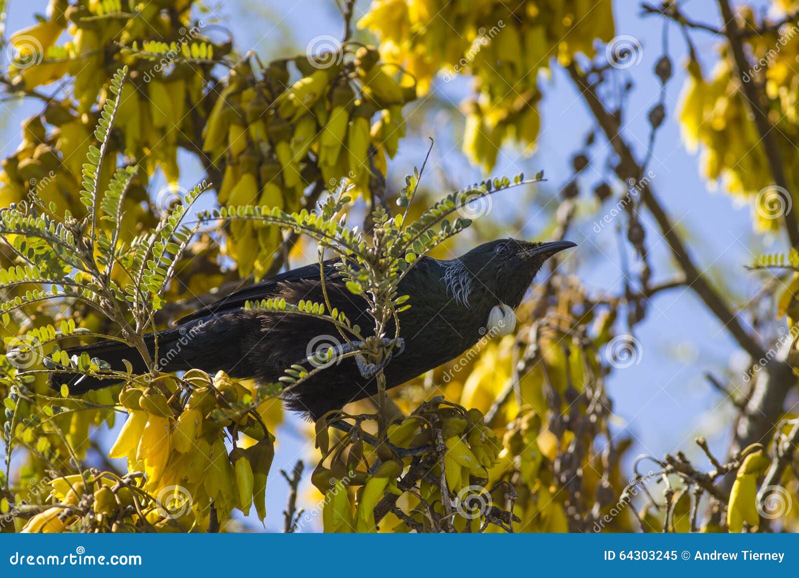 Tui in Kowhai Tree stock image. Image of spring, bird 64303245