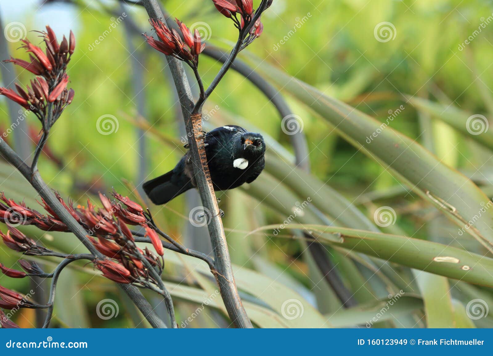 The Tui (Prosthemadera Novaeseelandiae) is an Endemic Passerine Bird of New Zealand Stock Image - Image of perch, plant: 160123949 The Tui (Prosthemadera Novaeseelandiae) is an Endemic Passerine Bird of New Zealand Stock Image - Image of perch, plant: 160123949