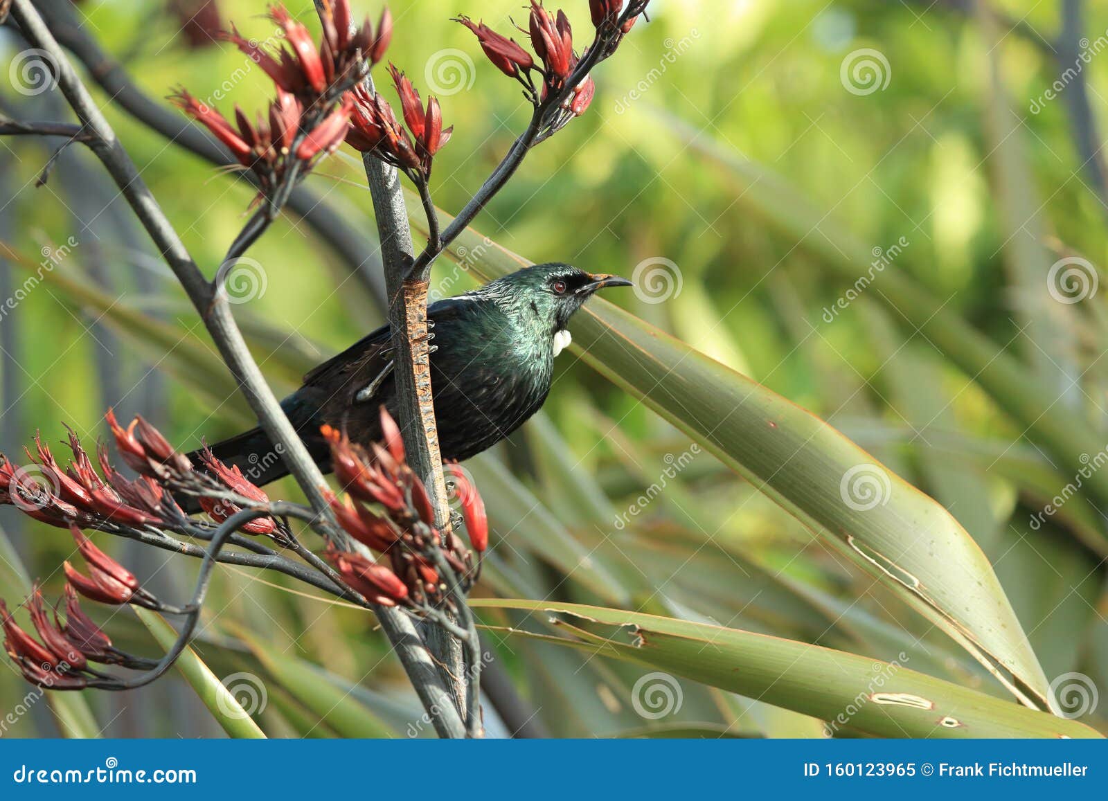 The Tui (Prosthemadera Novaeseelandiae) is an Endemic Passerine Bird of New Zealand Stock Image - Image of perch, flower: 160123965 The Tui (Prosthemadera Novaeseelandiae) is an Endemic Passerine Bird of New Zealand Stock Image - Image of perch, flower: 160123965