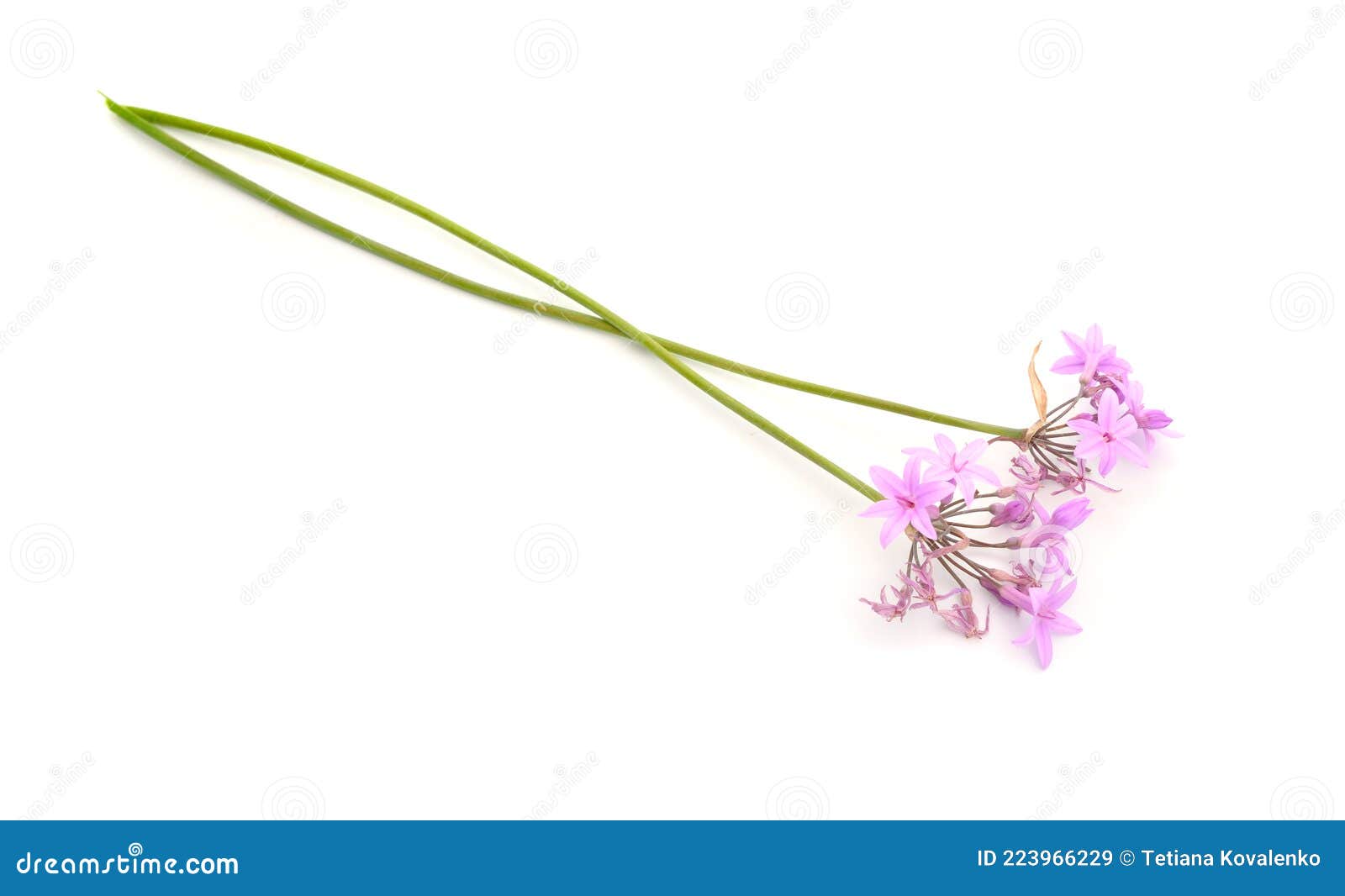 Tulbaghia Violacea, Known As Society Garlic, As Pink Agapanthus, Wild ...