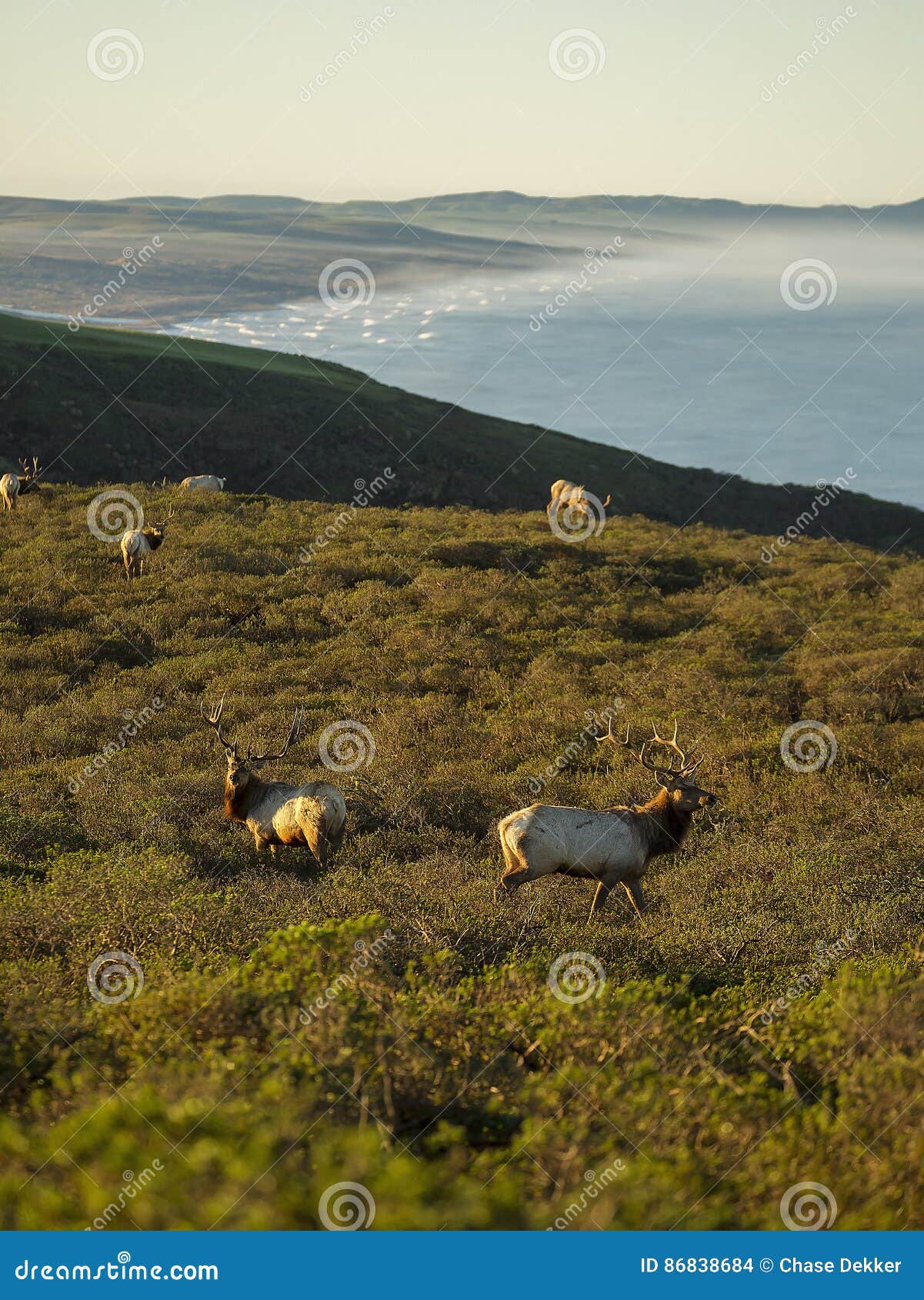 tule elk