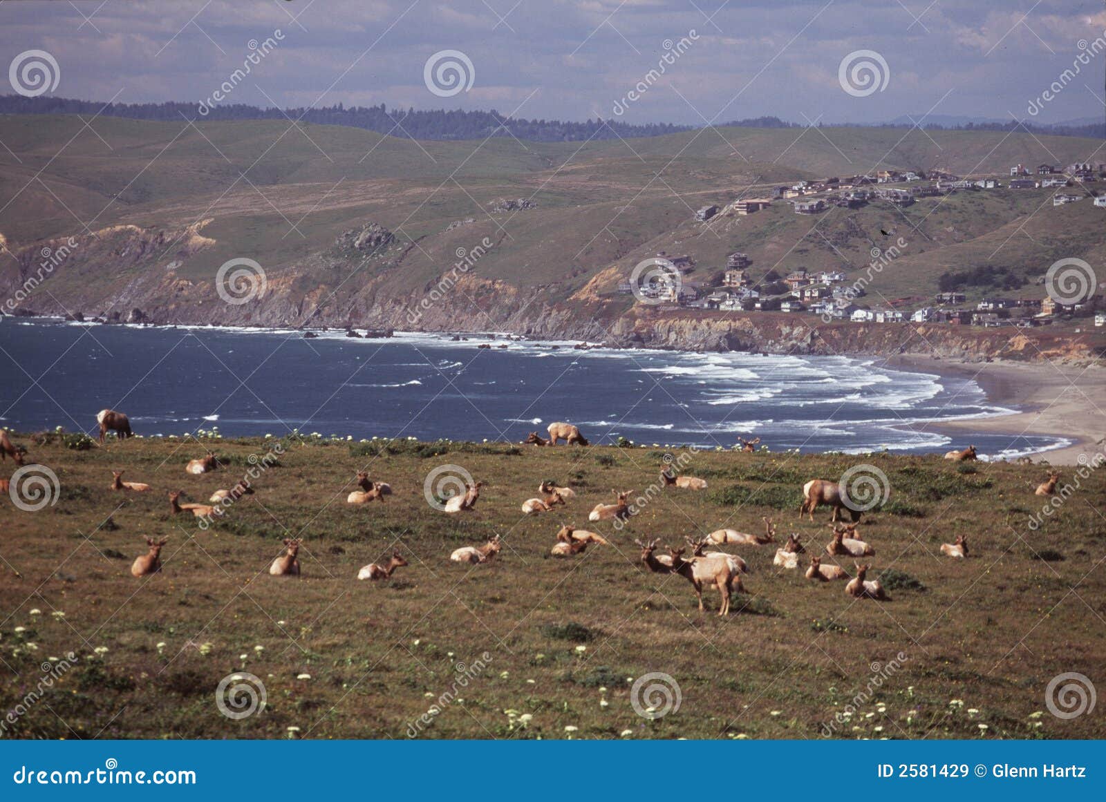 Tule elk at seashore stock image. Image of hillside, point 2581429