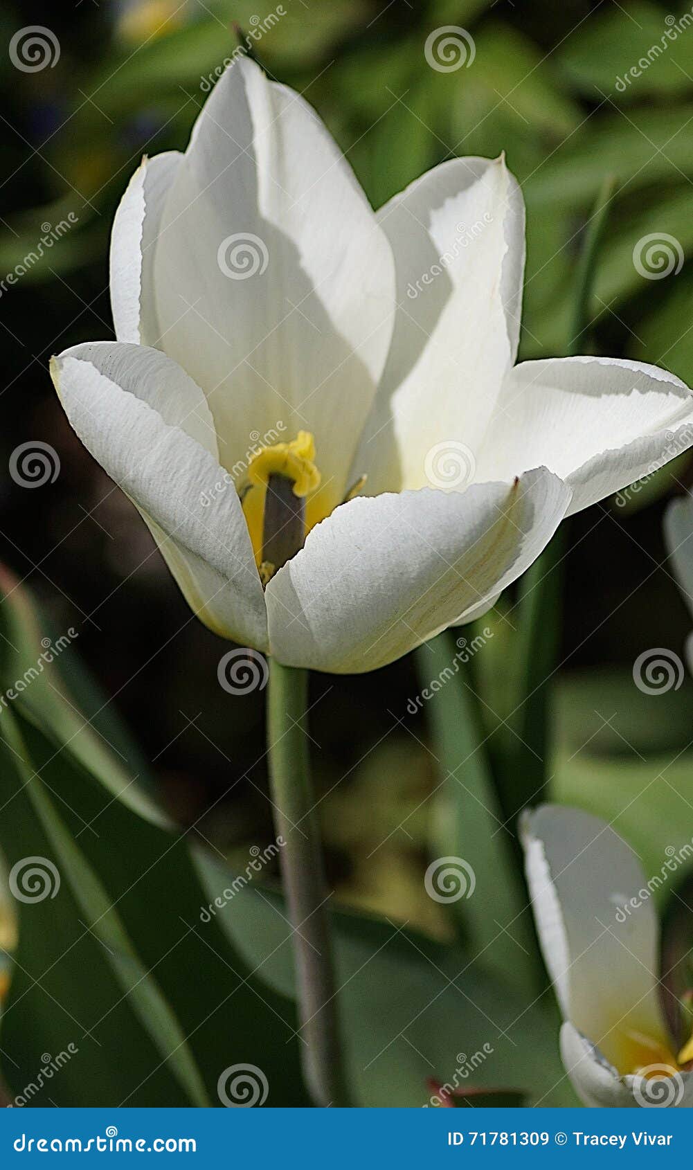 Tulipán blanco imagen de archivo. Imagen de pétalo, pétalos - 71781309