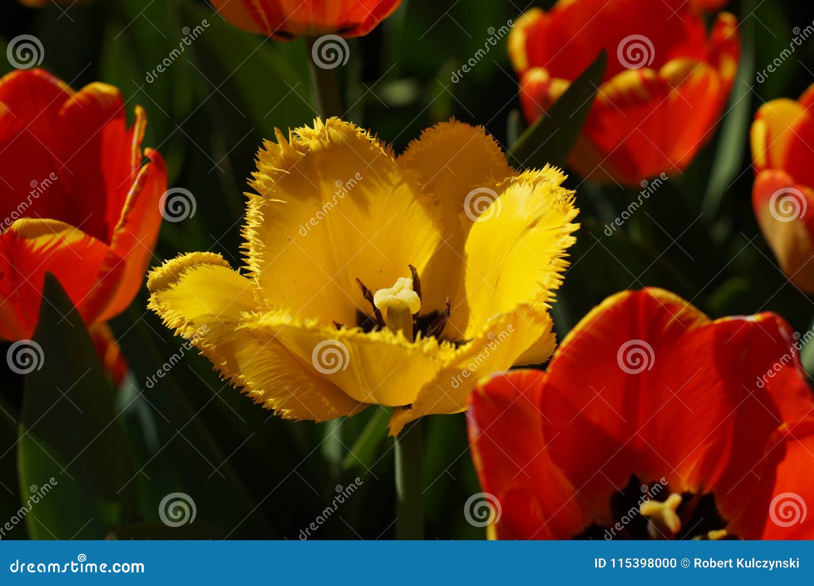 Tulipan Dentado Hamilton Foto De Archivo Imagen De Colorido 115398000