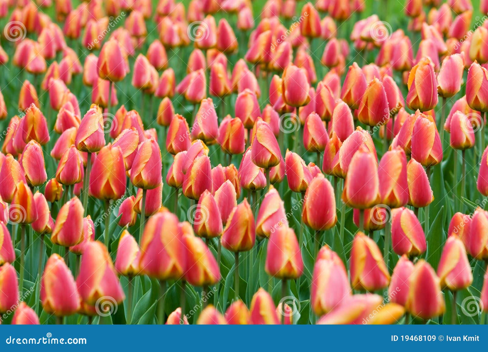 Tulip stock image. Image of spring, field, space, flower - 19468109