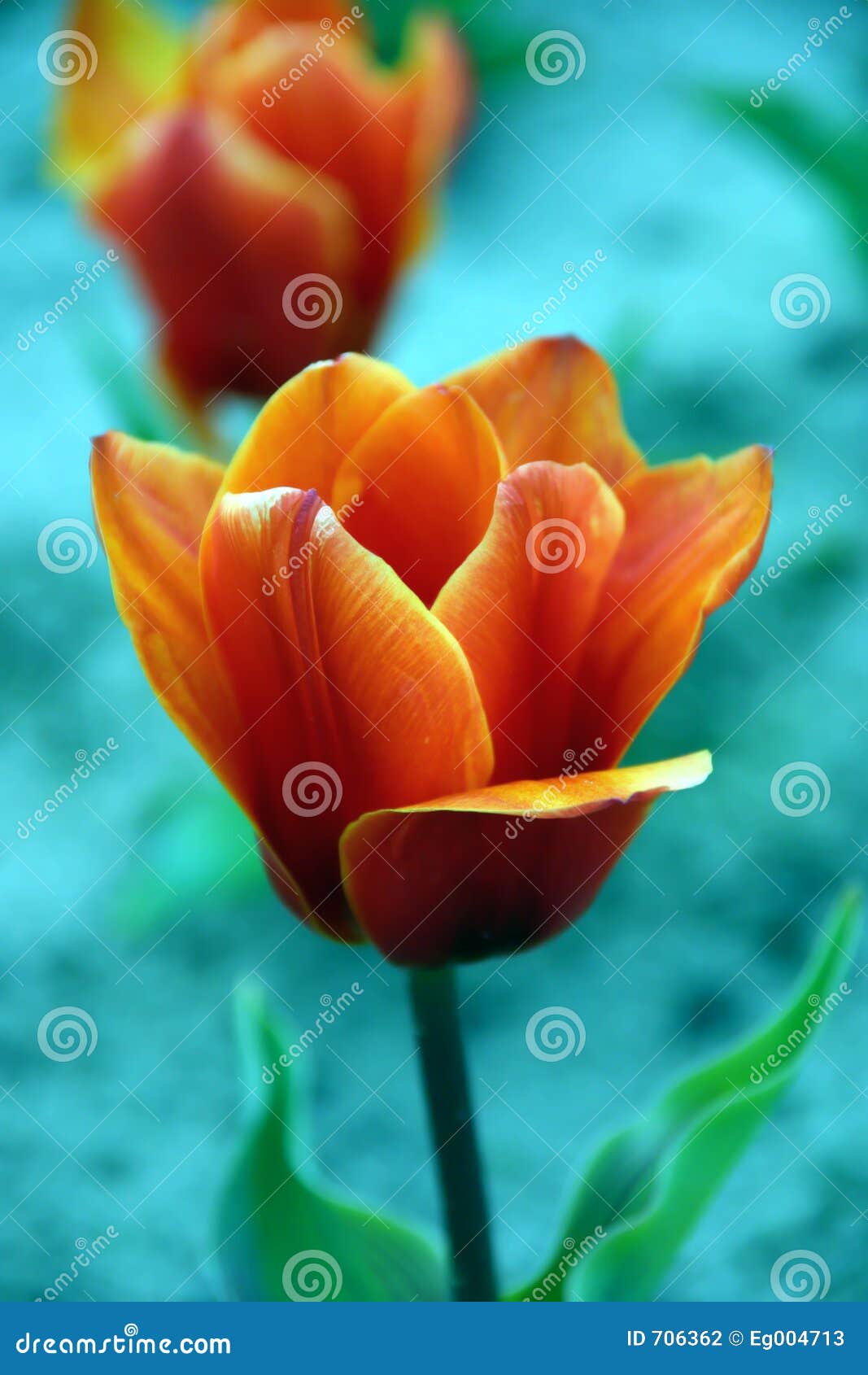 tulip